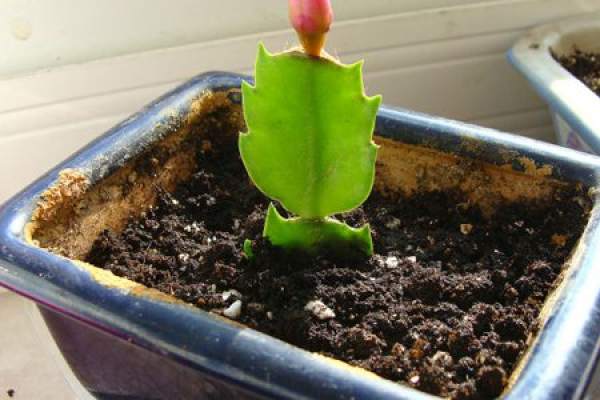 Beautiful crab cactus