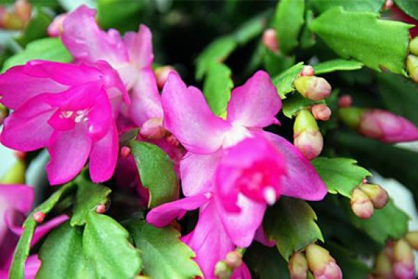 Beautiful crab cactus
