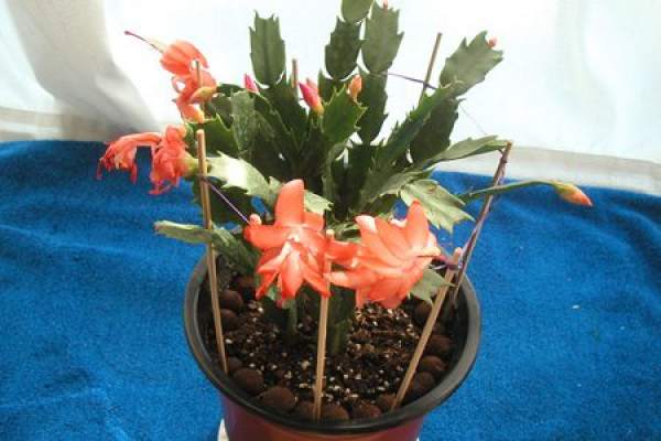 Beautiful crab cactus