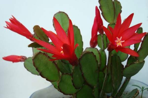 Beautiful crab cactus