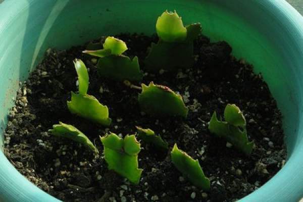 Cutting Propagation of Zygocactus