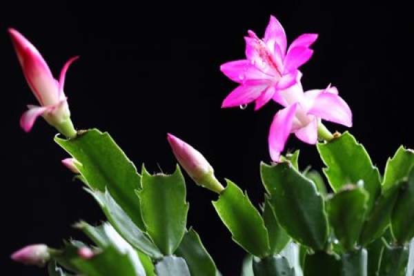 Cutting Propagation of Zygocactus