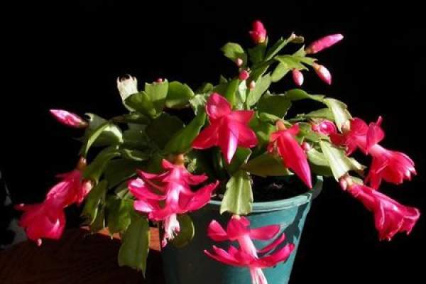 Grafting Techniques of Zygocactus