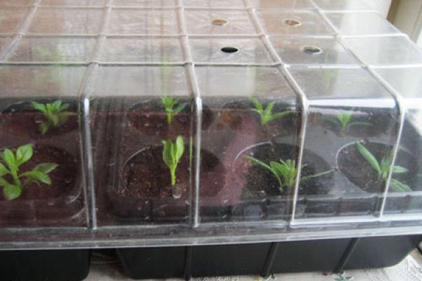 Million small boll planting soil