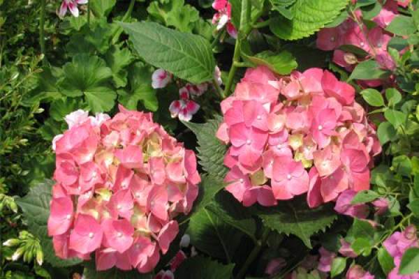 Hydrangea buds