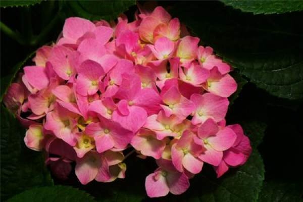 Hydrangea buds