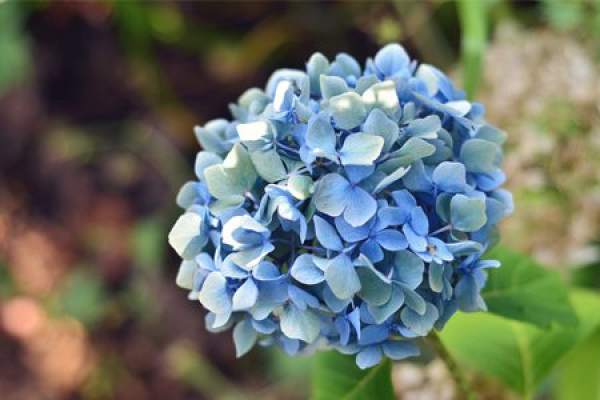 Hydrangea macrophylla