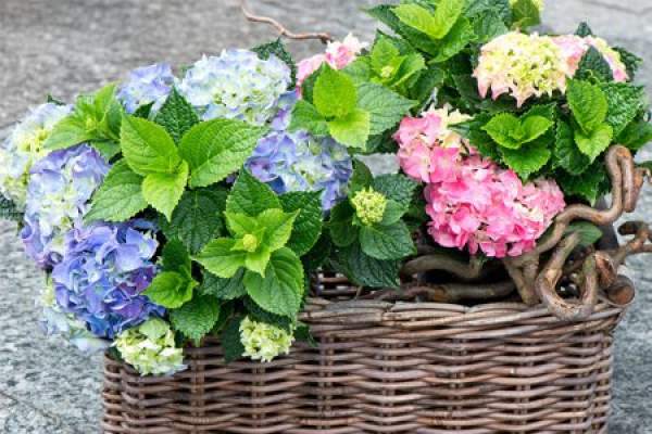 Flower Basket of Eight Immortals