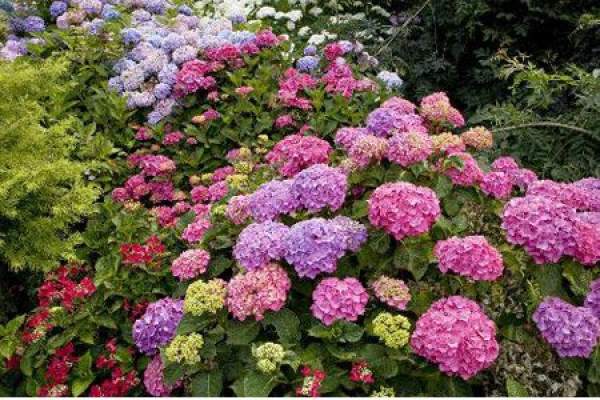 Hydrangea macrophylla Hydrangea macrophylla
