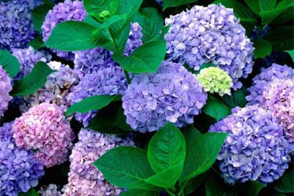 Hydrangea macrophylla Hydrangea macrophylla