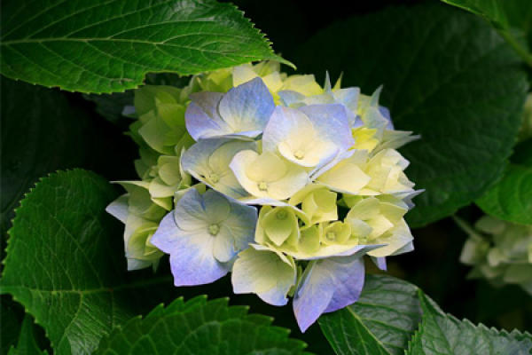 wild Hydrangea wild Hydrangea