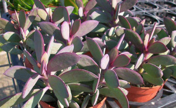 Zizhang pruning method