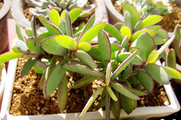 Zizhang pruning method