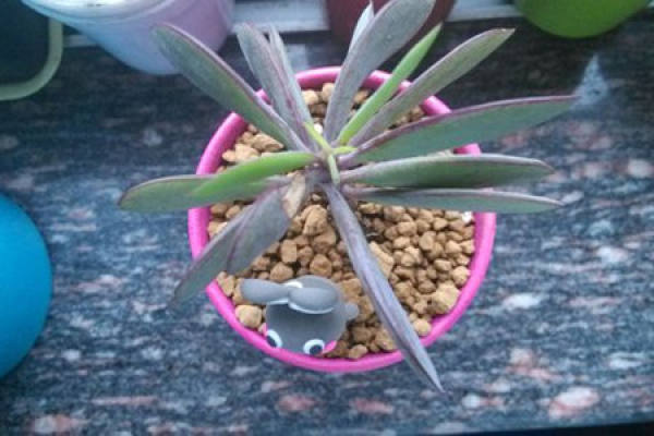 purple chapter trimming method