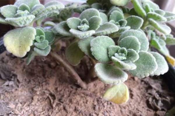 Touchao overwatered. Touchao overwatered.