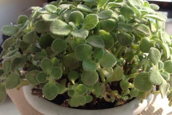 Touchao overwatered. Touchao overwatered.