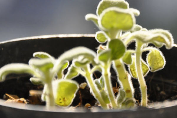 Touchao overwatered. Touchao overwatered.