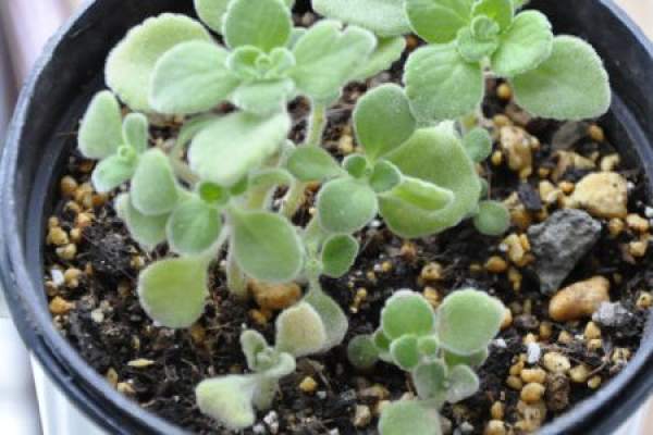 too much water when touching incense too much water when touching incense