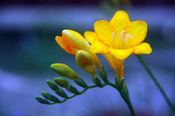 Yellow Freesia