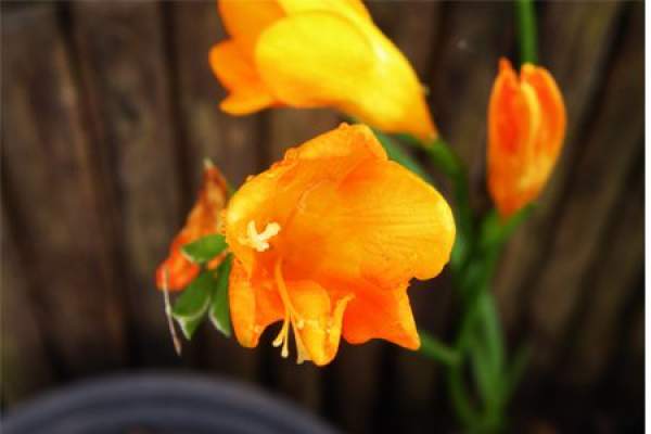 Freesia bulb proces method
