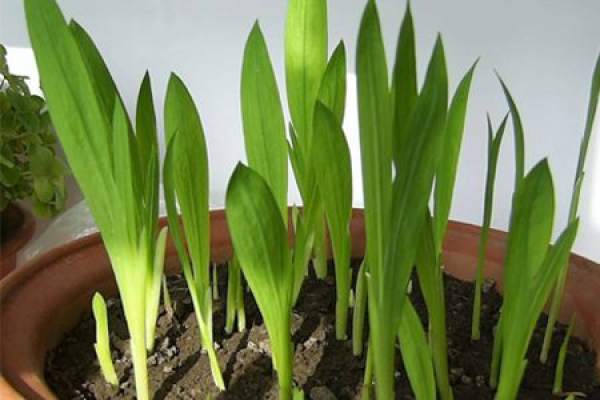 sowing method of vanilla