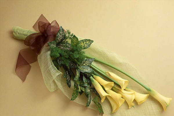 Calla cut flower