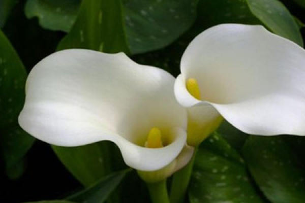 Zantedeschia argentea