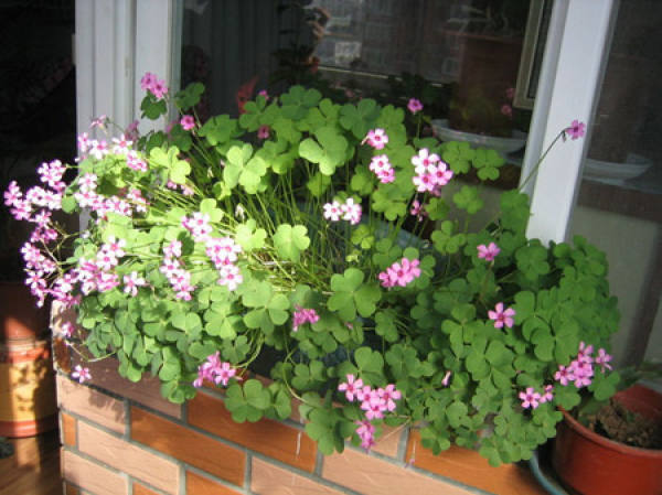 Oxalis corniculata separate propagation method