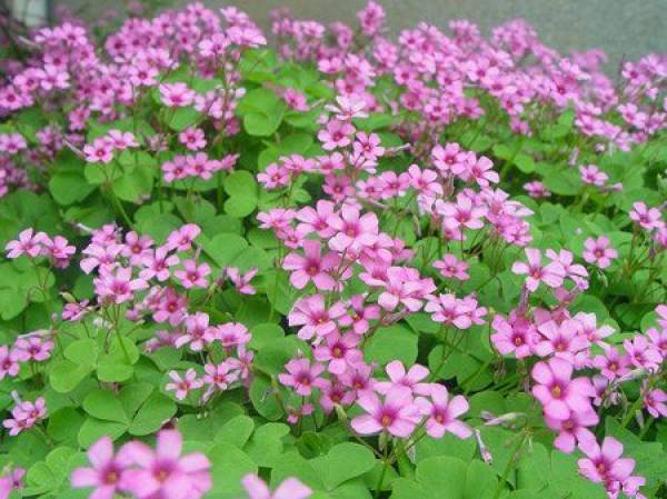 method of Oxalis