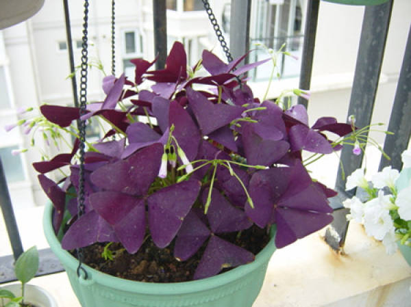 Temperature Requirement for Conservation of Oxalis corniculata