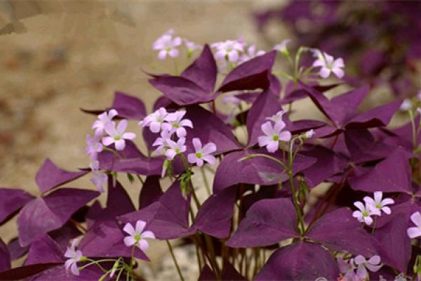 Temperature Requirement for Conservation of Oxalis corniculata