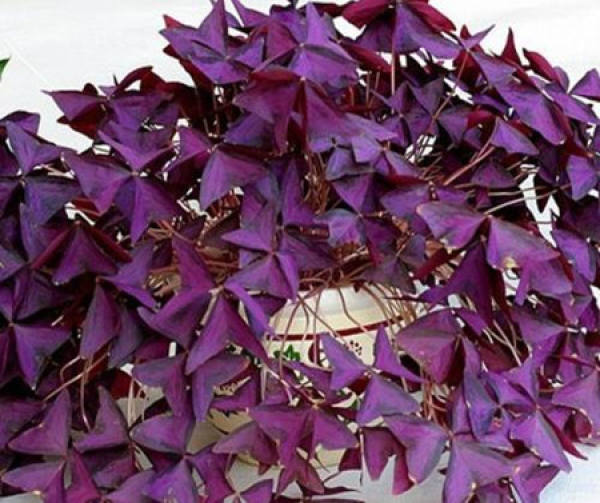 Temperature Requirement for Conservation of Oxalis corniculata