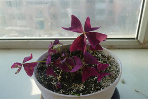Temperature Requirement for Conservation of Oxalis corniculata