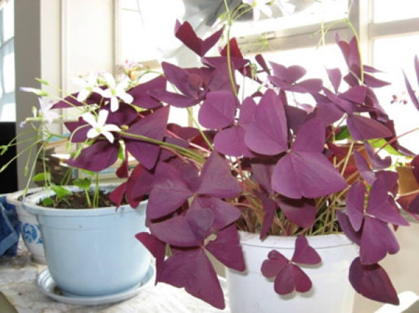 temperature requirements for Oxalis curing