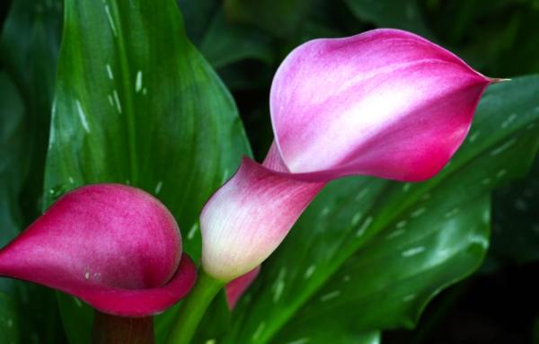Calla Lily looks like the environment