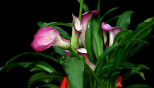 Calla Flower Language