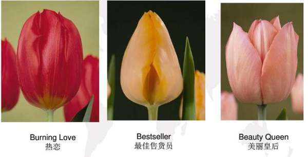 Early flowering tulip