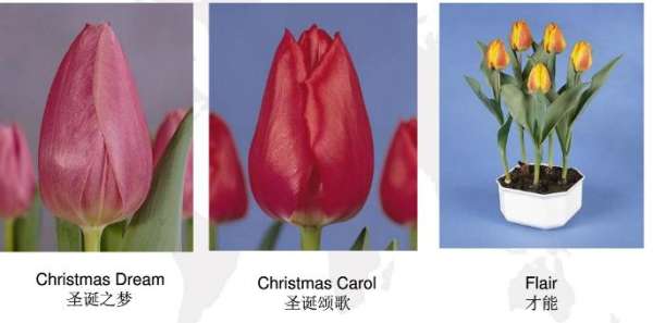 Early flowering tulip