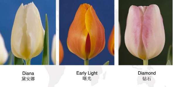 Early flowering tulip
