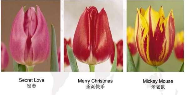 Early flowering tulip
