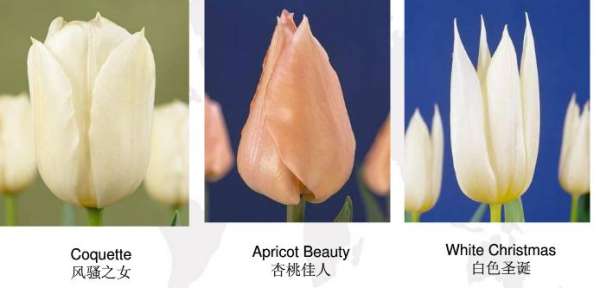 Early flowering tulip
