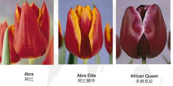 Early flowering tulip