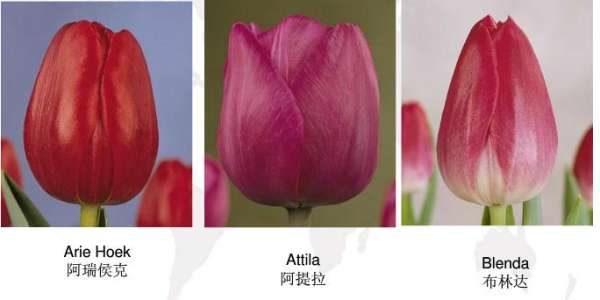Early flowering tulip