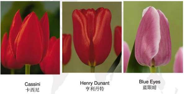 Early flowering tulip