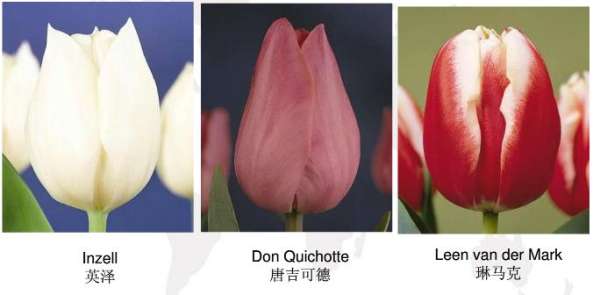 Early flowering tulip