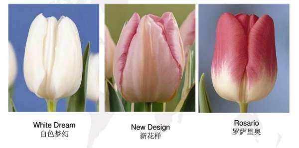 Early flowering tulip