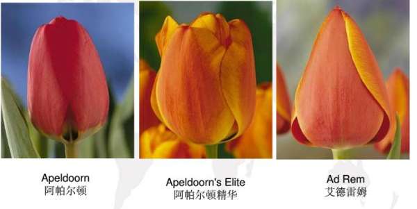 Early flowering tulip