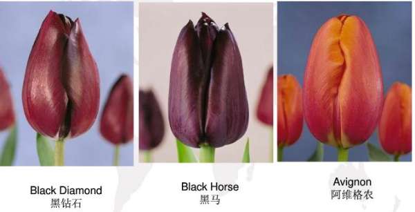 Early flowering tulip