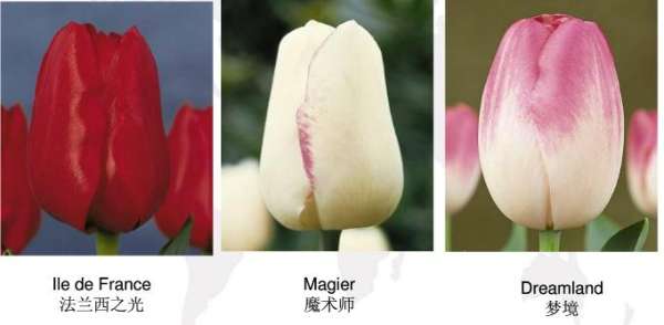 Early flowering tulip