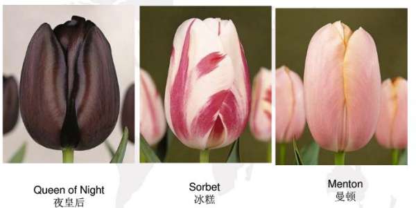 Early flowering tulip